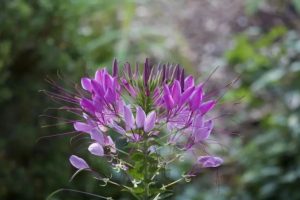 高中语文早读及晚读材料（67）